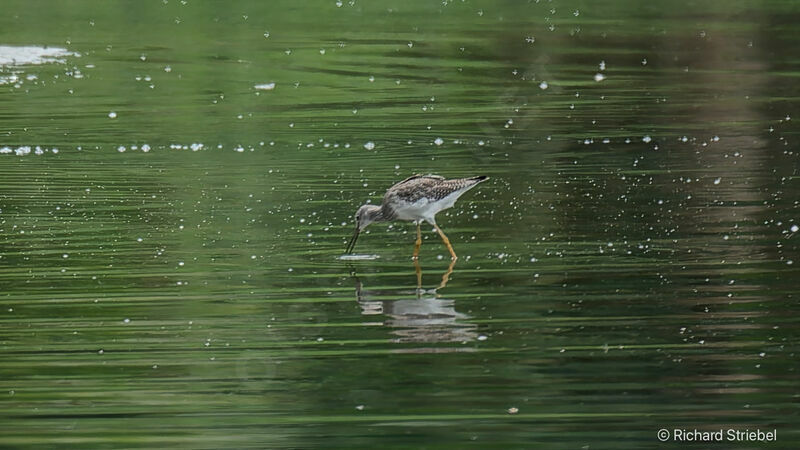 Lesser Yellowlegs