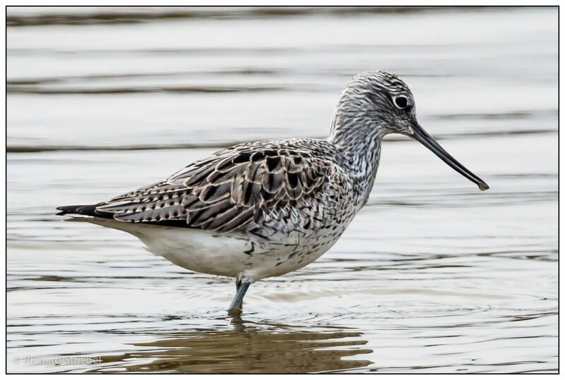 Common Greenshank