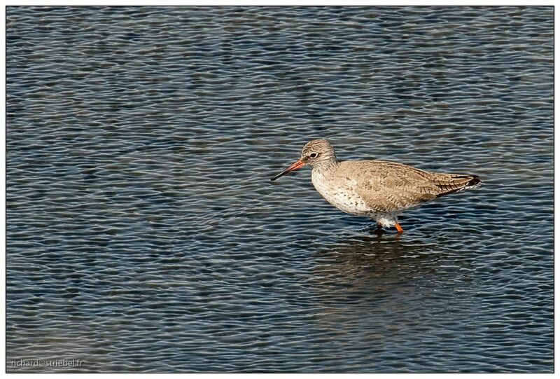 Common Redshank