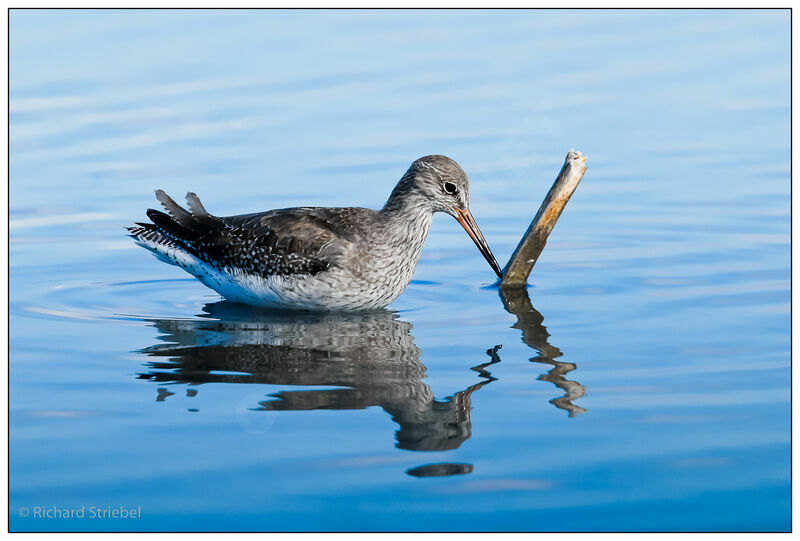 Common Redshank