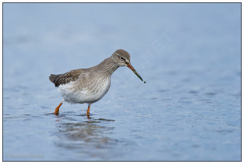 Common Redshank