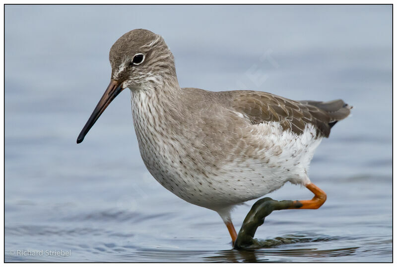 Common Redshank