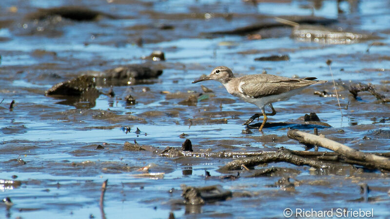 Spotted Sandpiper