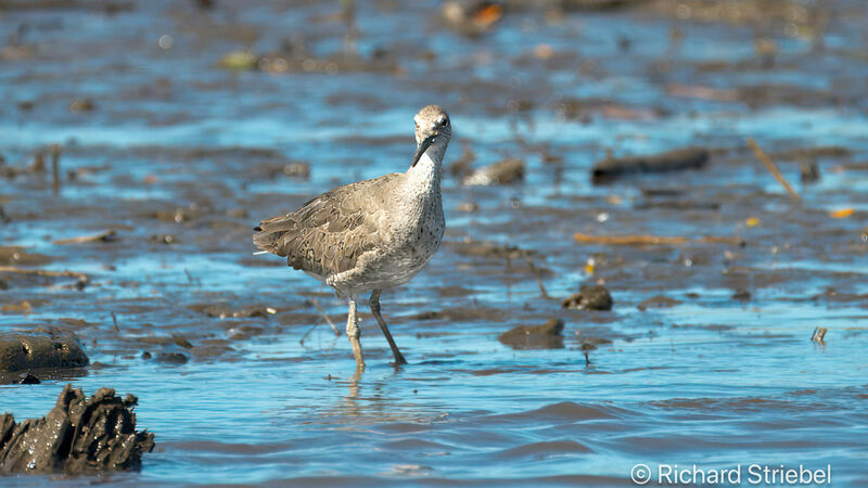 Willet