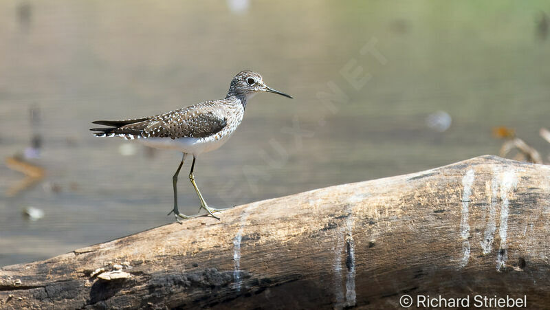 Solitary Sandpiper