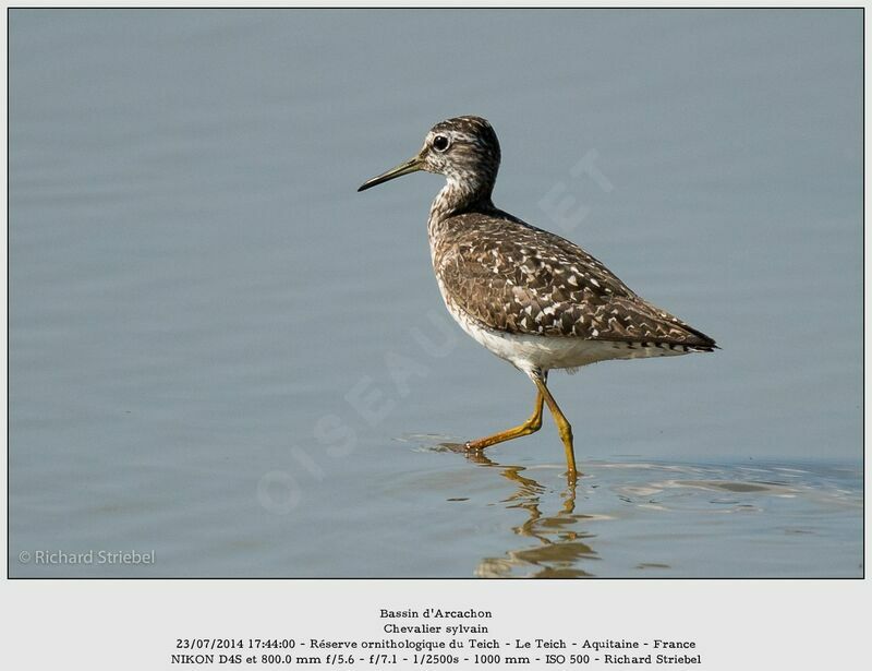 Wood Sandpiper