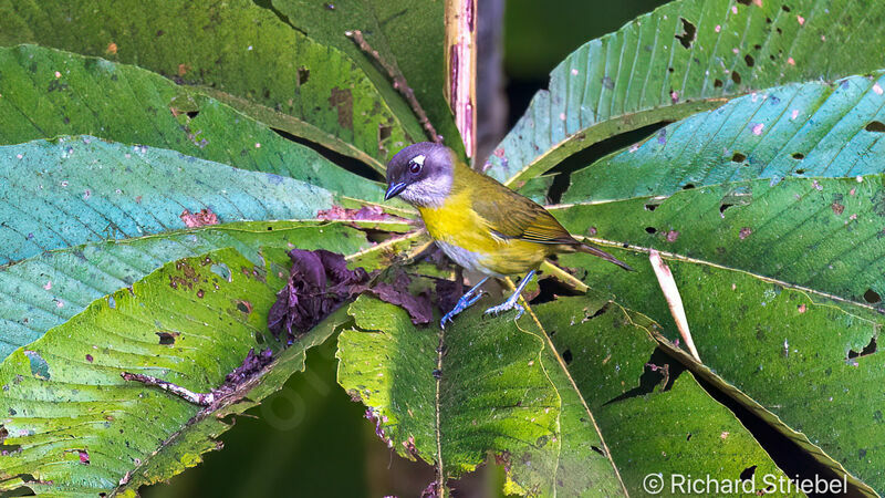 Common Chlorospingus