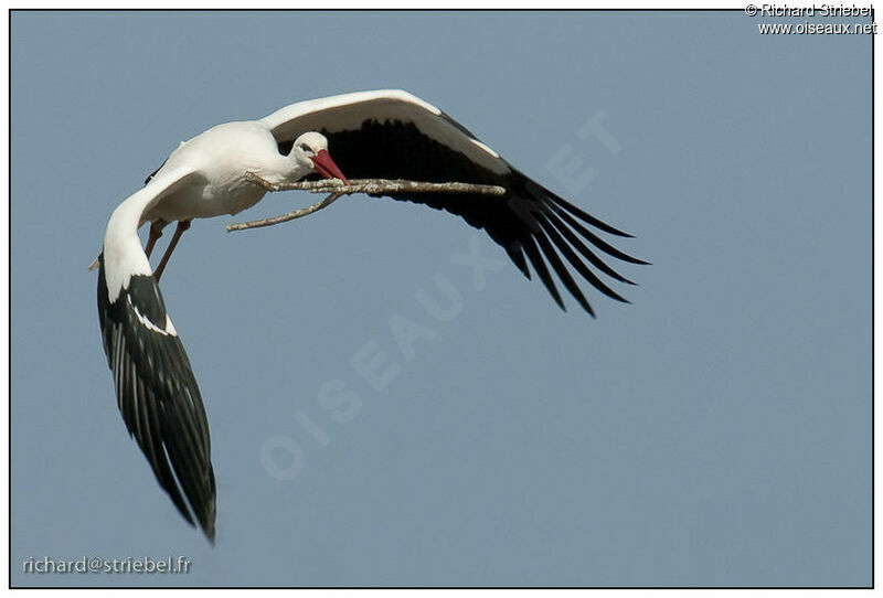 Cigogne blanche, Nidification