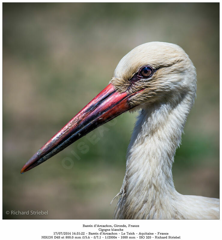 White Stork