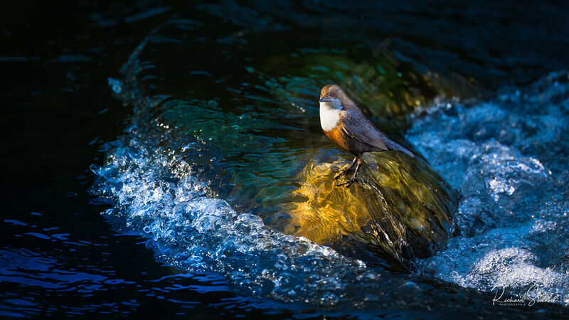 White-throated Dipper