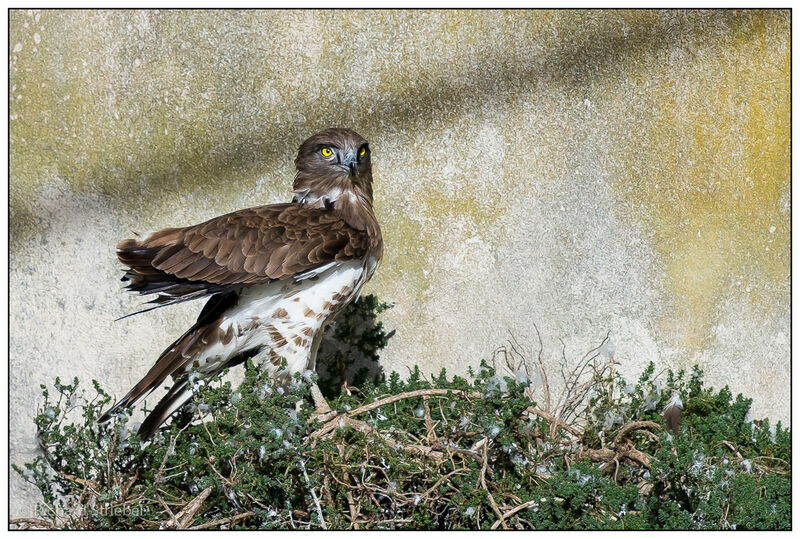 Circaète Jean-le-Blanc