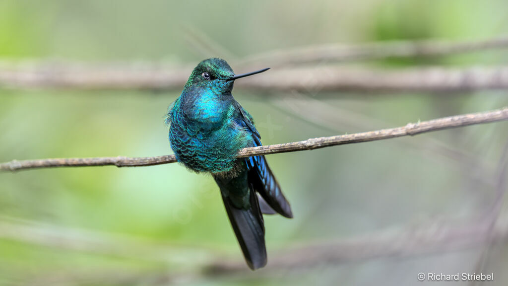 Colibri à ailes saphir