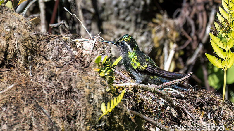 White-bellied Mountaingem