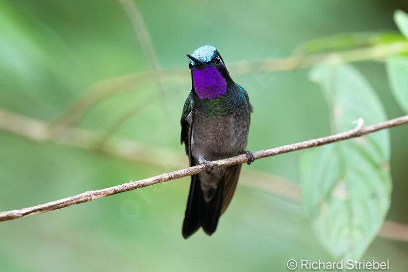 Colibri à gorge pourprée mâle