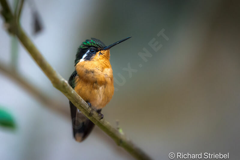 Purple-throated Mountaingem female