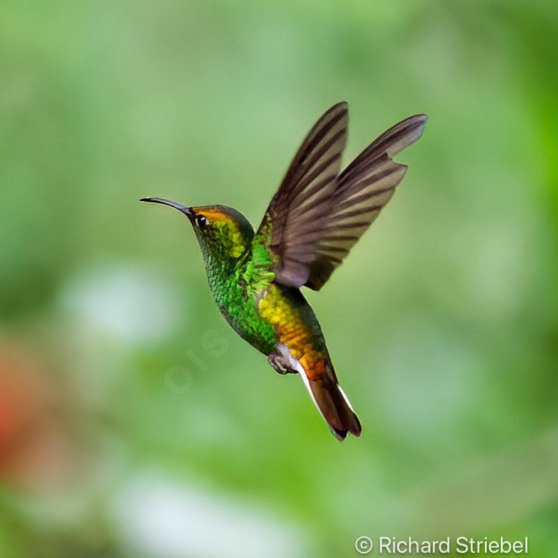 Colibri à tête cuivrée