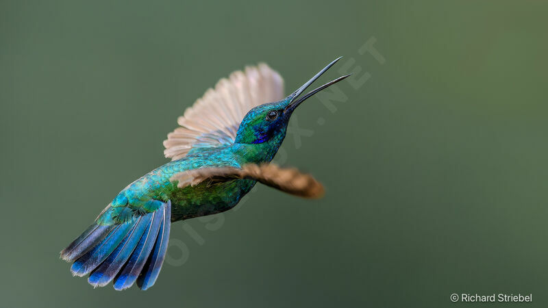 Sparkling Violetear