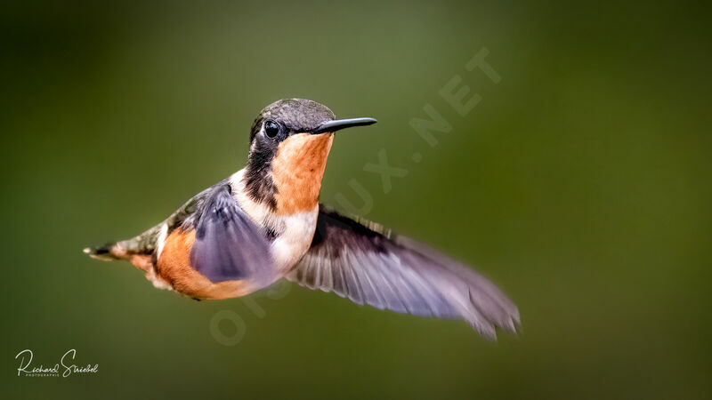 Purple-throated Woodstar female