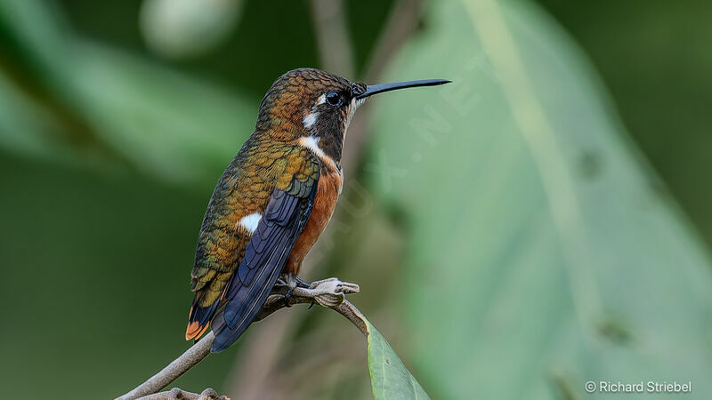 White-bellied Woodstar female