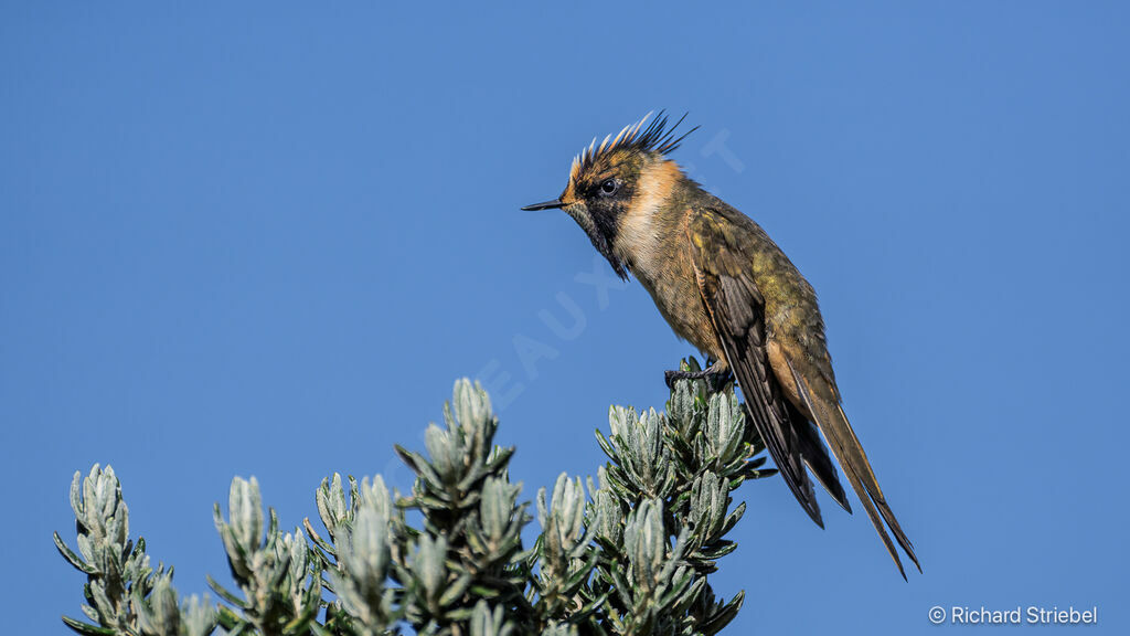 Buffy Helmetcrest
