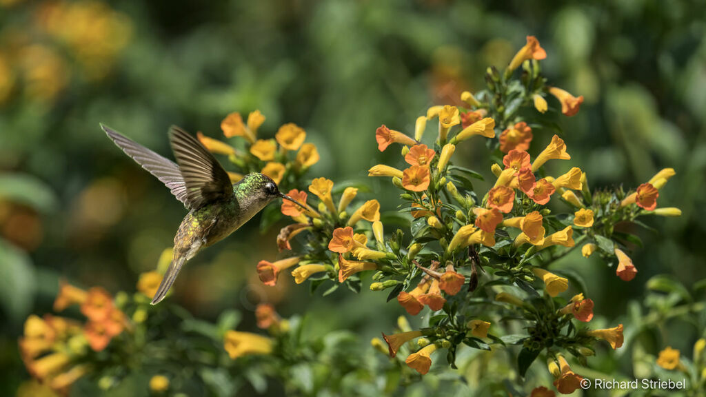 Colibri du Tolima mâle adulte