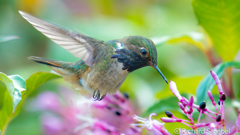 Colibri flammule