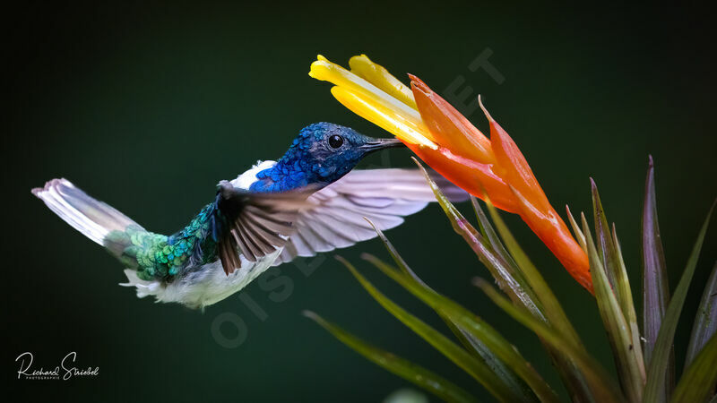 White-necked Jacobin, feeding habits, eats