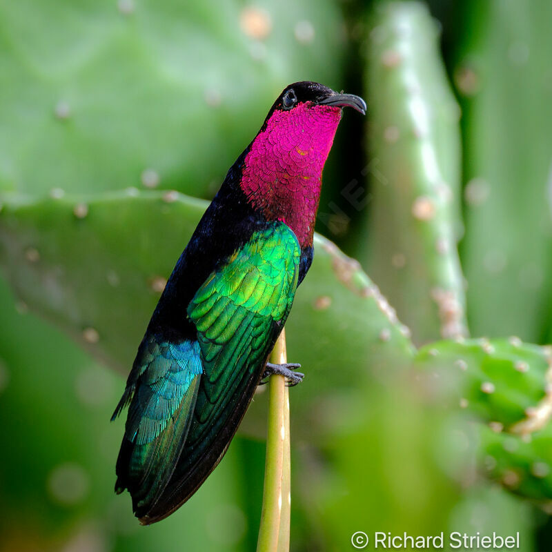 Purple-throated Carib