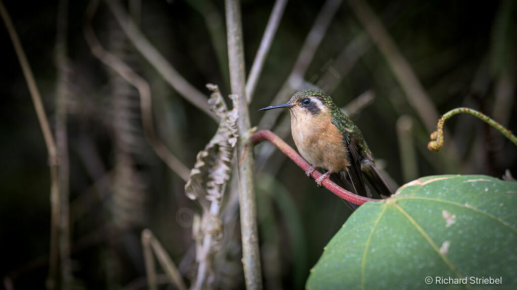 Colibri moucheté