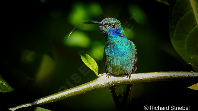 Colibri thalassin