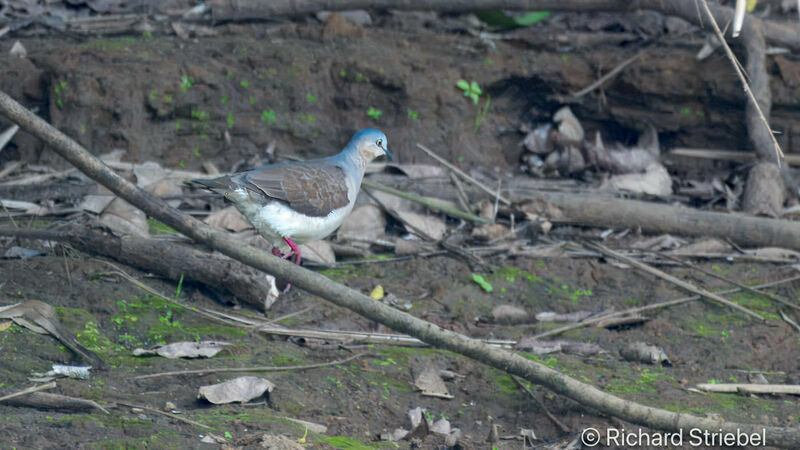 White-tipped Dove