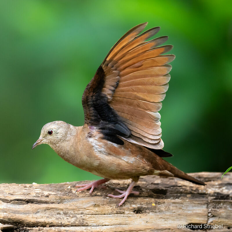 Ruddy Ground Dove