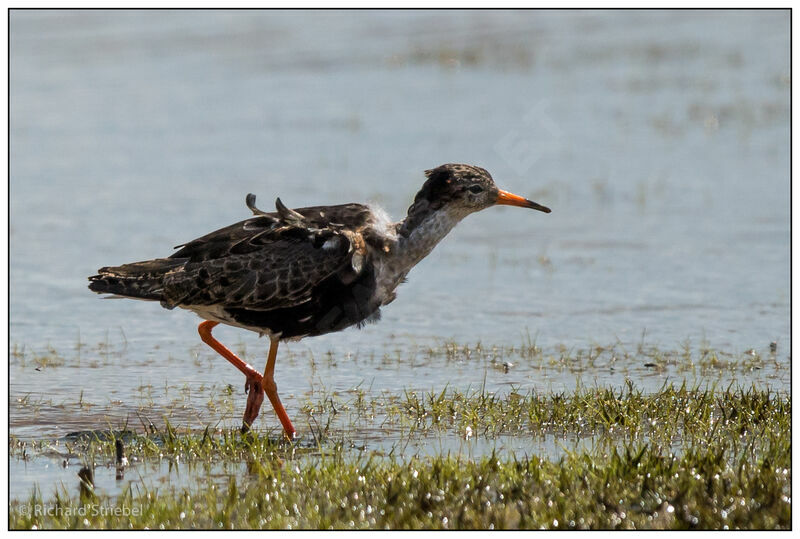 Ruff male adult