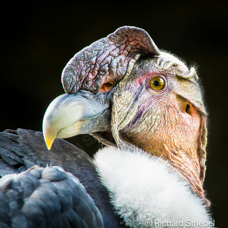 Andean Condor