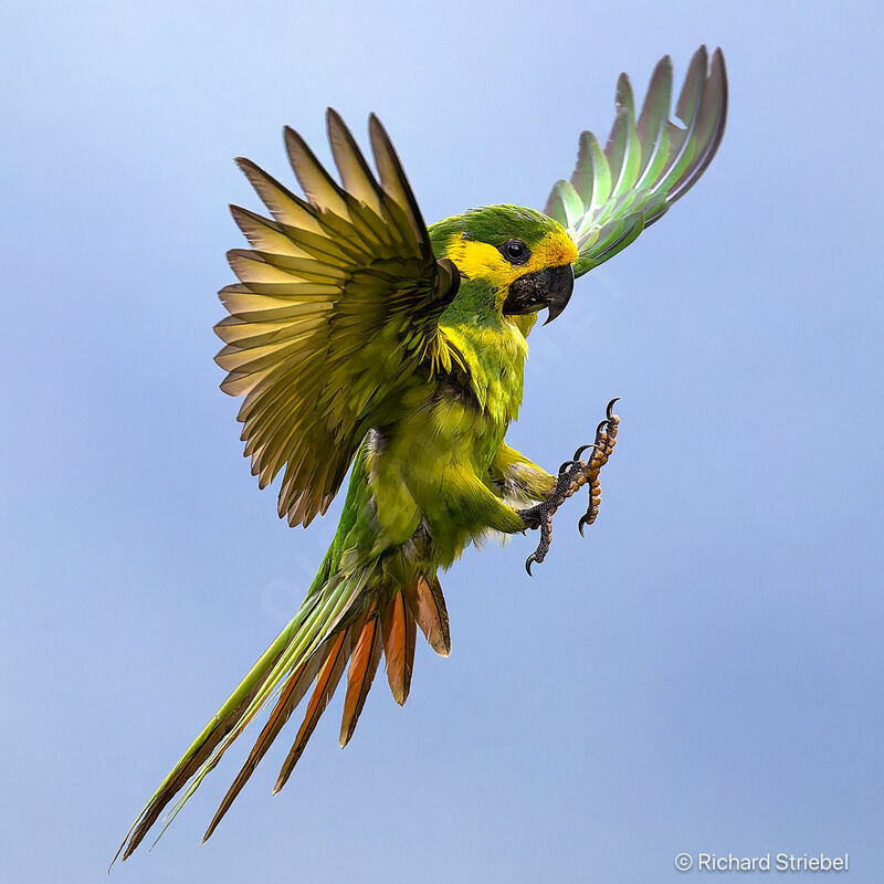 Yellow-eared Parrot