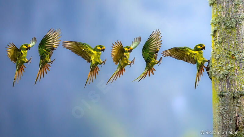 Conure à joues d'or