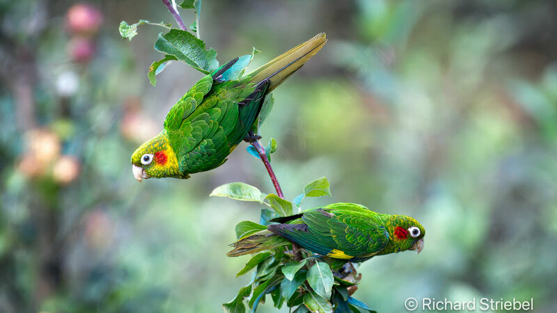 Conure de Hoffmann