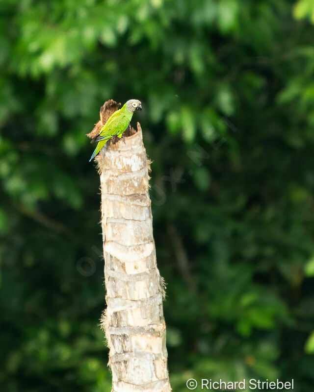 Dusky-headed Parakeet