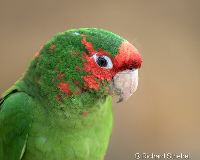 Mitred Parakeet