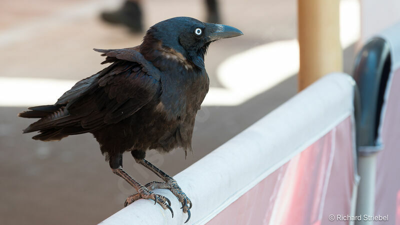 Australian Raven