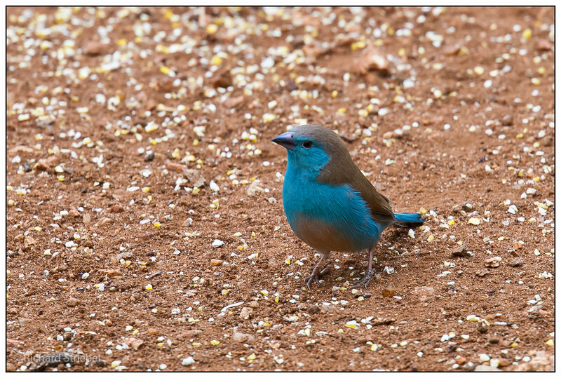 Cordonbleu de l'Angola mâle