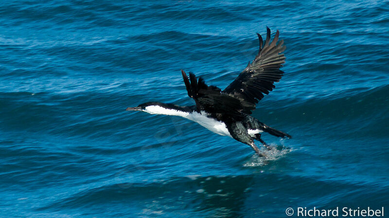 Black-faced Cormorant