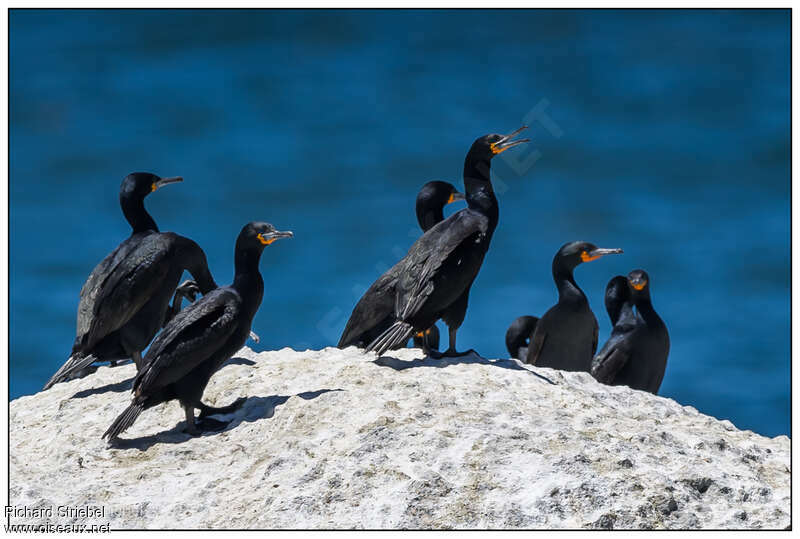 Cormoran du Capadulte, habitat, pigmentation, Comportement