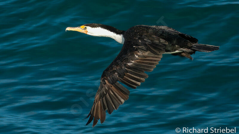 Cormoran varié