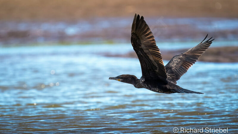 Cormoran vigua