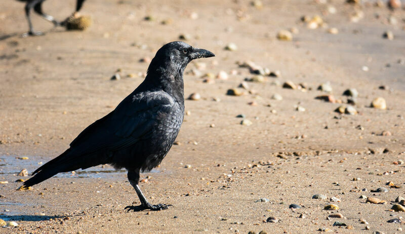 American Crow