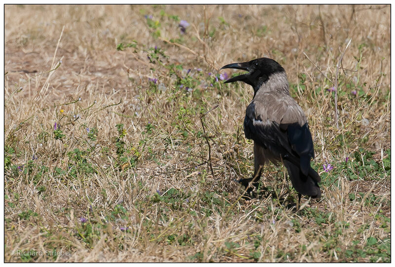 Hooded Crow