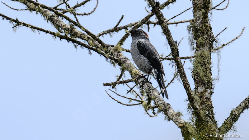 Cotinga à huppe rouge