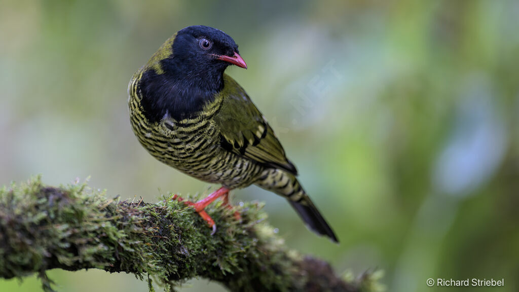 Cotinga barré