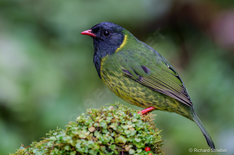 Cotinga vert et noir